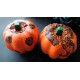 Handpainted Henna Pumpkins